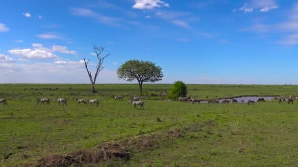 Manadas de cebra y ñus. Safari - viaje a través de la sabana africana. Tanzania . — Vídeo de stock