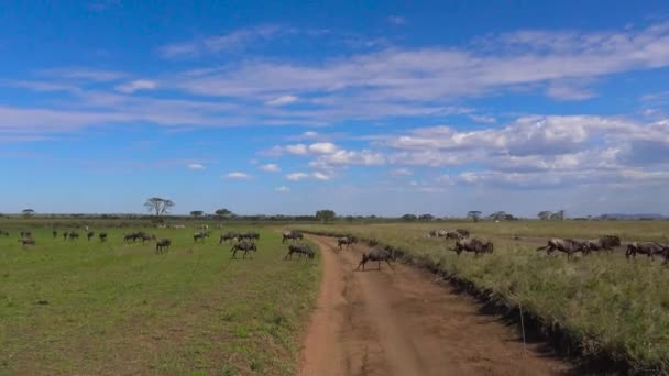 Herds of Zebra and wildebeest. Safari - journey through the African Savannah. Tanzania. — Stock Video