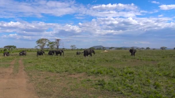 Afričtí sloni. Safari - cesta přes africké savany. Tanzanie. — Stock video