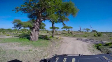  Zebra ve antilop sürüleri. Safari - Afrika savana yolculuk. Tanzanya.