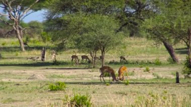 Antilop Impala. Safari - Afrika savana yolculuk. Tanzanya.