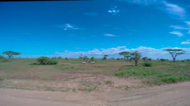  Zebra ve antilop sürüleri. Safari - Afrika savana yolculuk. Tanzanya.