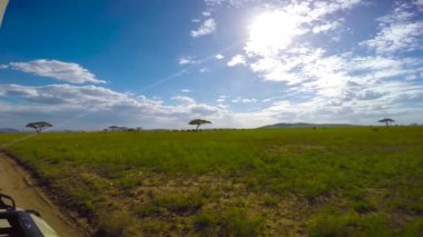 Afrika filleri. Safari - Afrika savana yolculuk. Tanzanya.