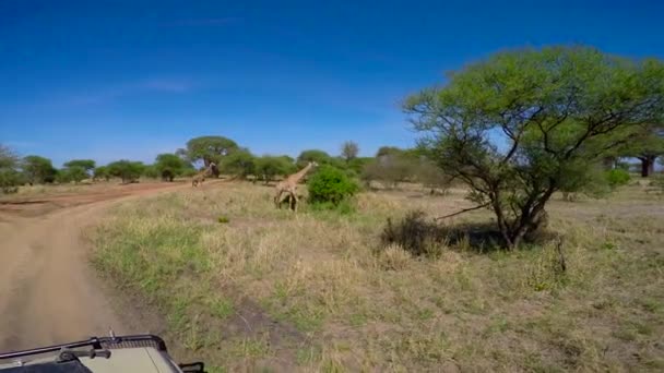 Girafas africanas. Safari - viagem pela Savannah Africana. Tanzânia . — Vídeo de Stock