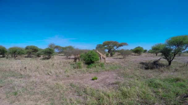 Girafas africanas. Safari - viagem pela Savannah Africana. Tanzânia . — Vídeo de Stock