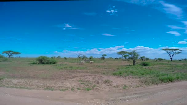 Herden von Zebras und Gnus. Safari - Reise durch die afrikanische Savanne. Tansania. — Stockvideo
