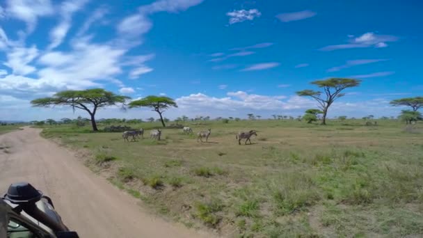 Zebra és GNÚ-csordák. Safari - utazás az afrikai szavanna. Tanzánia. — Stock videók