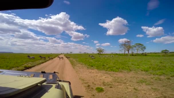 Manadas de cebra y ñus. Safari - viaje a través de la sabana africana. Tanzania . — Vídeos de Stock
