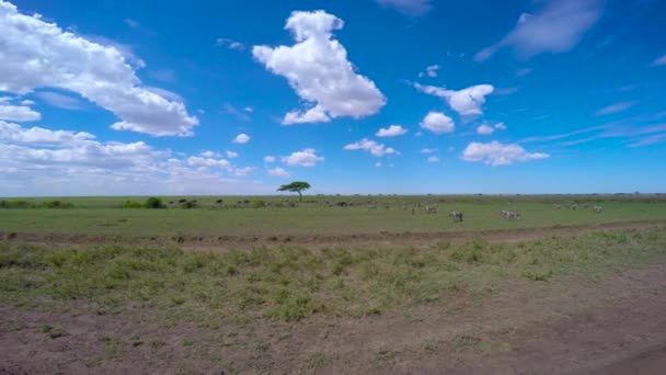 シマウマとヌーの群れ。サファリ - アフリカのサバンナを旅します。タンザニア. — ストック動画