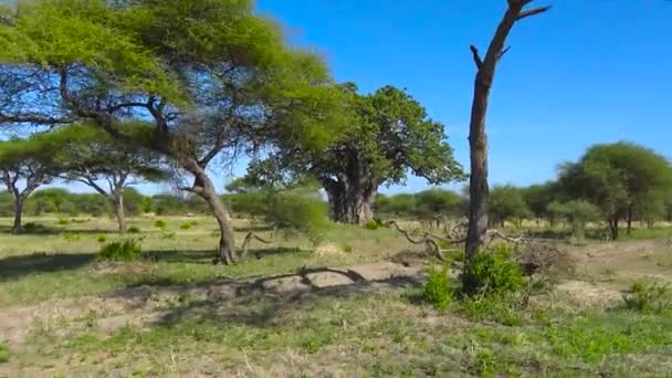 Safari - podróż przez afrykańskiej sawanny. Tanzania. — Wideo stockowe