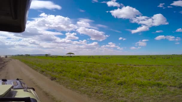 Zebra ve antilop sürüleri. Safari - Afrika savana yolculuk. Tanzanya. — Stok video