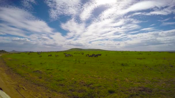 Manadas de cebra y ñus. Safari - viaje a través de la sabana africana. Tanzania . — Vídeo de stock