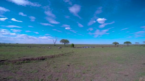 Κοπάδια από ζέβρες και τα γκνου (wildebeest). Σαφάρι - ταξίδι στο της αφρικανικής σαβάνας. Τανζανία. — Αρχείο Βίντεο