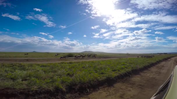 Hjordar av Zebra och GNU. Safari - resa genom den afrikanska savannen. Tanzania. — Stockvideo