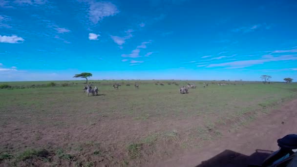 Hjordar av Zebra och GNU. Safari - resa genom den afrikanska savannen. Tanzania. — Stockvideo