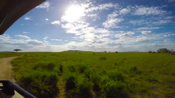 Elefantes africanos. Safari - viaje a través de la sabana africana. Tanzania . — Vídeo de stock