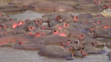 Suaygırları nehir kurutma içinde. Safari - Afrika savana yolculuk. Tanzanya.
