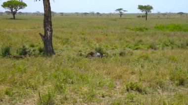 Afrika Aslanları. Safari - Afrika savana yolculuk. Tanzanya.