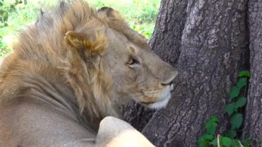 Afrika Aslanları. Safari - Afrika savana yolculuk. Tanzanya.