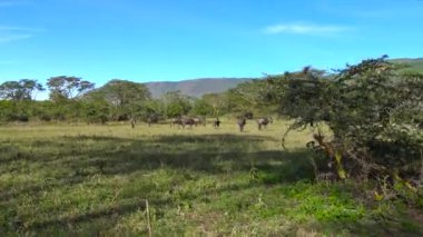  Zebra ve antilop sürüleri. Safari - Afrika savana yolculuk. Tanzanya.