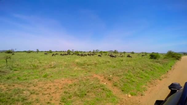 Κοπάδια από ζέβρες και τα γκνου (wildebeest). Σαφάρι - ταξίδι στο της αφρικανικής σαβάνας. Τανζανία. — Αρχείο Βίντεο