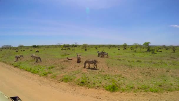 Стада зебры и гну. Сафари - путешествие по африканской Саванне. Танзания . — стоковое видео