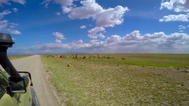 Stádo domácích zvířat Masai kmen. Safari - cesta přes africké savany. Tanzanie. — Stock video