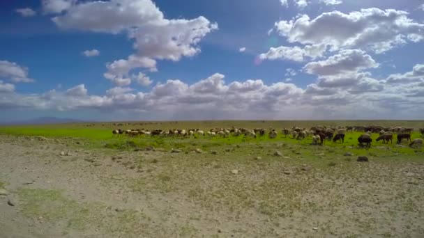 Sürüyü evcil hayvanlar Masai kabilesi. Safari - Afrika savana yolculuk. Tanzanya. — Stok video