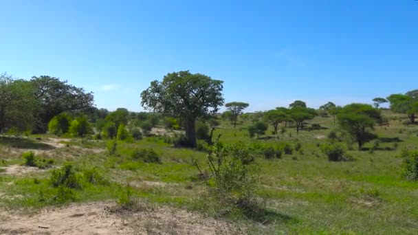 Jirafas africanas. Safari - viaje a través de la sabana africana. Tanzania . — Vídeo de stock