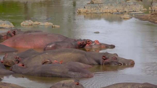 Hippos in the drying up of the river. Safari - journey through the African Savannah. Tanzania. — Stock Video