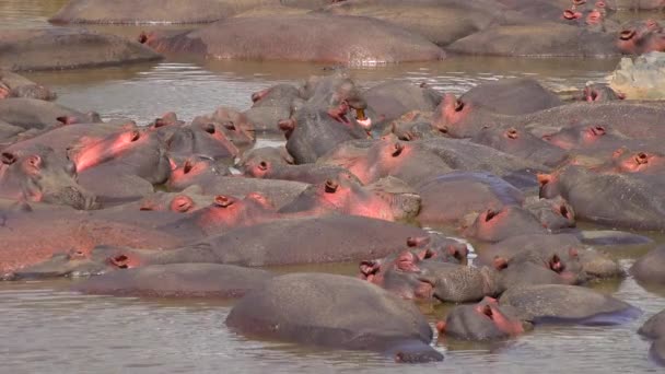 Ippopotami nell'asciugatura del fiume. Safari - viaggio attraverso la Savana africana. Tanzania . — Video Stock