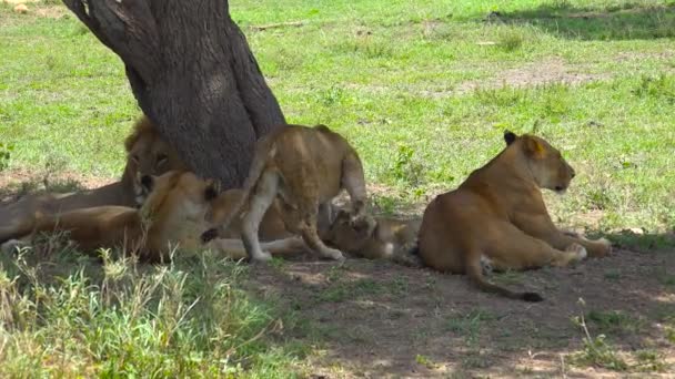 Afrikaanse leeuwen. Safari - reis door de Afrikaanse savanne. Tanzania. — Stockvideo