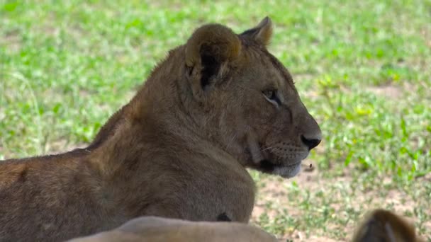 Leones africanos. Safari - viaje a través de la sabana africana. Tanzania . — Vídeos de Stock