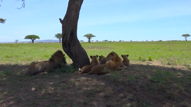 アフリカのライオン。サファリ - アフリカのサバンナを旅します。タンザニア. — ストック動画