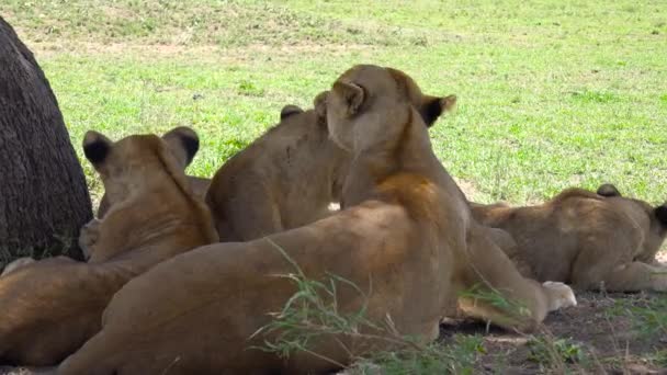 Afrikai oroszlánok. Safari - utazás az afrikai szavanna. Tanzánia. — Stock videók