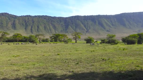 Manadas de cebra y ñus. Safari - viaje a través de la sabana africana. Tanzania . — Vídeos de Stock