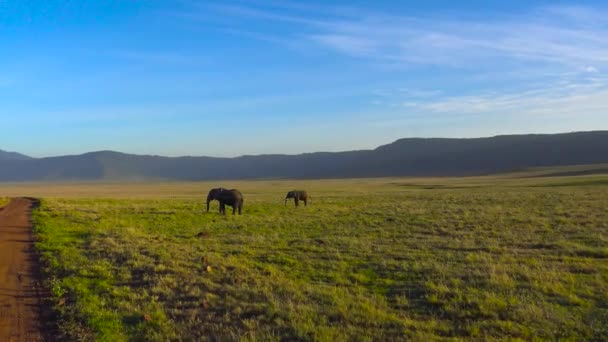 Afričtí sloni. Safari - cesta přes africké savany. Tanzanie. — Stock video