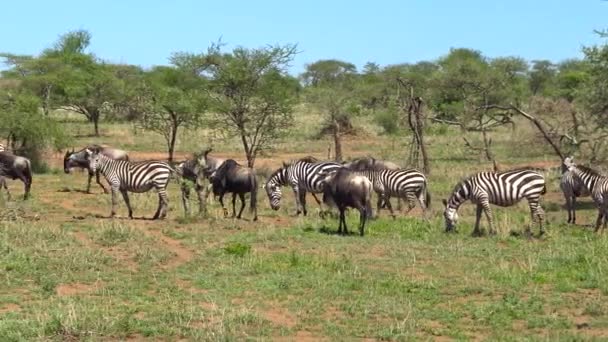 Stad Zebra i GNU. Safari - podróż przez afrykańskiej sawanny. Tanzania. — Wideo stockowe