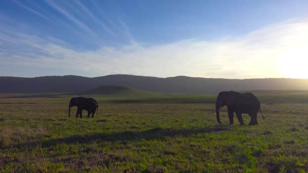 Elefanti africani. Safari - viaggio attraverso la Savana africana. Tanzania . — Video Stock