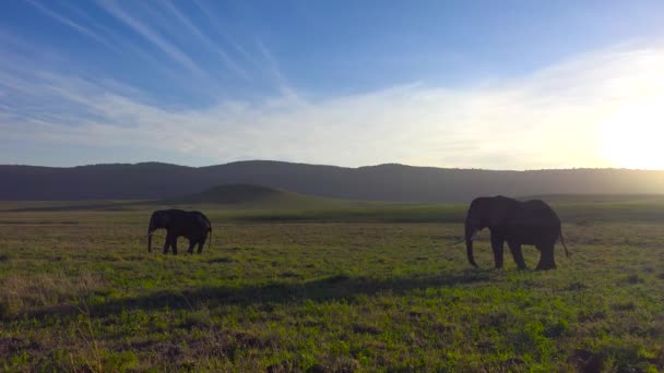 Elefantes africanos. Safari - viagem pela Savannah Africana. Tanzânia . — Vídeo de Stock