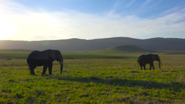 Afrikanska elefanter. Safari - resa genom den afrikanska savannen. Tanzania. — Stockvideo
