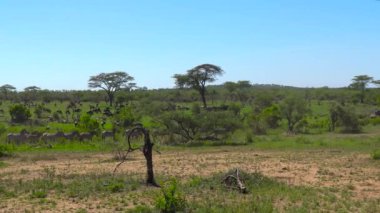  Zebra ve antilop sürüleri. Safari - Afrika savana yolculuk. Tanzanya.