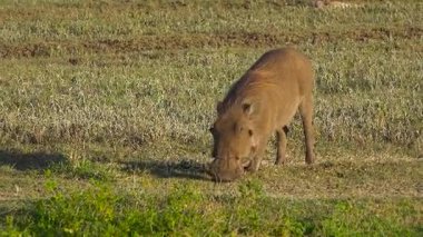 Katmanların içinde warthogs krater. Safari - Afrika savana yolculuk. Tanzanya.