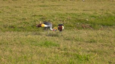 Ngorongoro krateri Vinçler taç. Safari - Afrika savana yolculuk. Tanzanya.