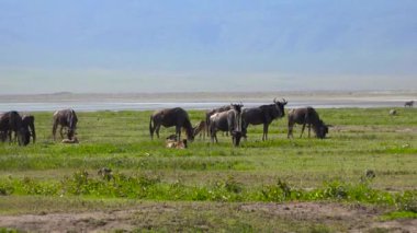  Zebra ve antilop sürüleri. Safari - Afrika savana yolculuk. Tanzanya.