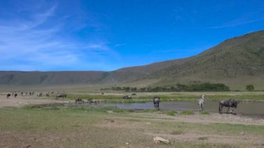  Zebra ve antilop sürüleri. Safari - Afrika savana yolculuk. Tanzanya.