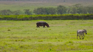 Su aygırı ve Ngorongoro krateri zebras. Safari - Afrika savana yolculuk. Tanzanya.