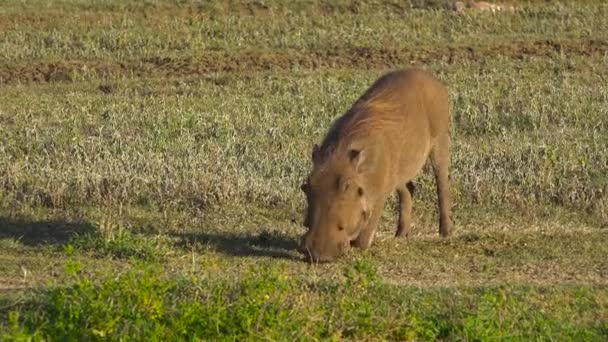 Warthogs v Ngorongoro kráteru. Safari - cesta přes africké savany. Tanzanie. — Stock video