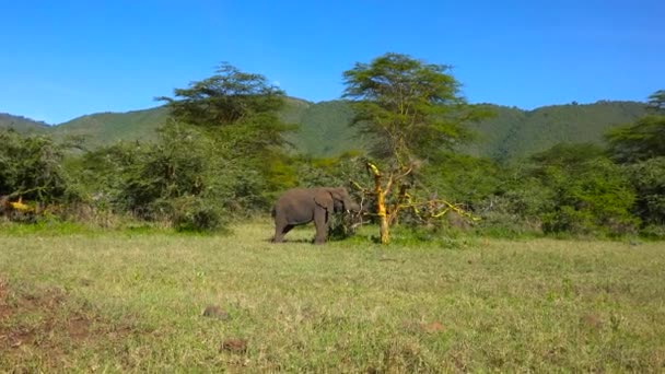 アフリカゾウ。サファリ - アフリカのサバンナを旅します。タンザニア. — ストック動画