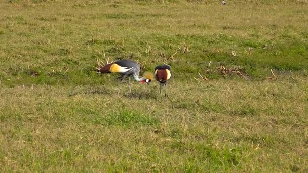 Krönt kranar i Ngorongorokratern. Safari - resa genom den afrikanska savannen. Tanzania. — Stockvideo